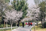 限时浪漫，樱花开好了，这才是徐州最美的春天！